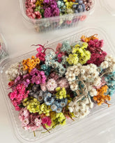 Himalayan Daisy Dried Flower